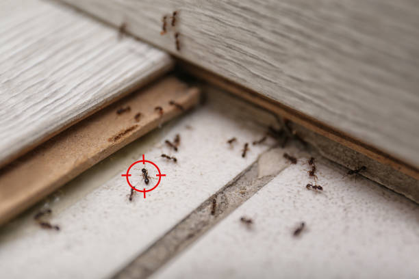 Best Emergency Pest Control  in New Smyrna Beach, FL